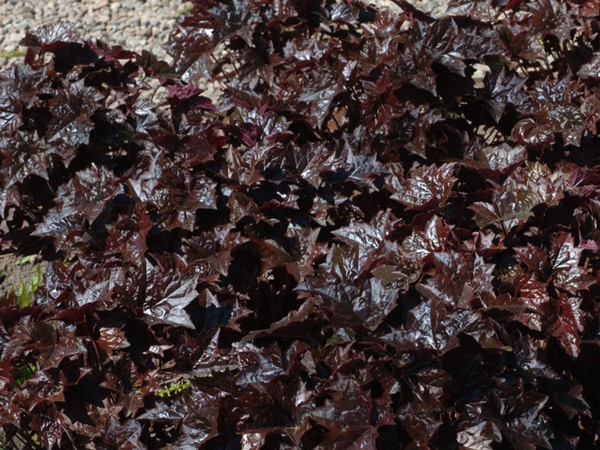 Alūnė ,Blackout' (lot. Heuchera) Alūnė ,Blackout' (lot. Heuchera)
